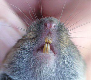 Vole Teeth