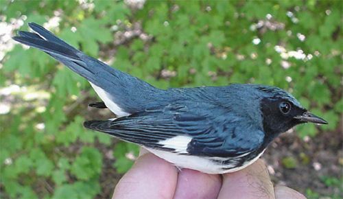 Black-throated Blue Warbler, male