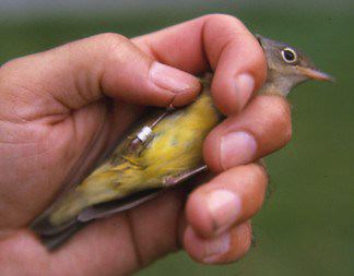 Connecticut Warbler