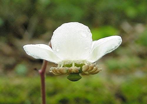Spotted Wintergreen (Chimaphila maculata) flower