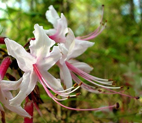 Pinxter-flower, Rhododendron