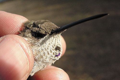 Black-chinned Hummingbird, Archilochus alexandri, second-year male