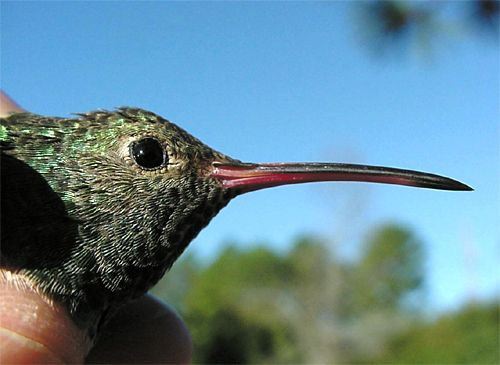 Buff-bellied Hummingbird, Amazilia yucatanensis