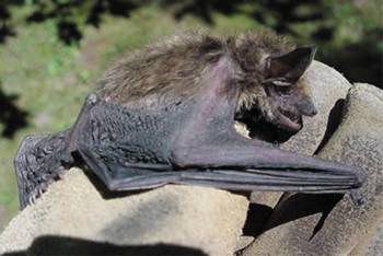 Big Brown Bat (Eptesicus fuscus)