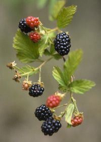 Blackberry, Rubus sp., fruit