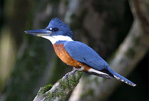 Halcyon Days . . . Not! Meeting The Business End Of A Belted Kingfisher,  Megaceryle alcyon