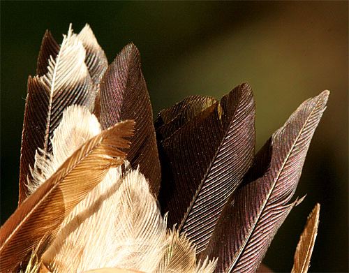 Naturally molt eagle feather - Gem