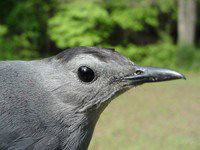 Nature: Gray Catbird