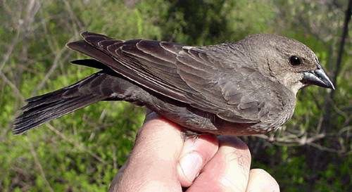 GNATCATCHERS, COWBIRDS, AND DEMISE OF OUR LIVESTREAMED BLACK VULTURE NEST