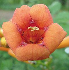 Trumpet Creeper, Campsis radicans, flower