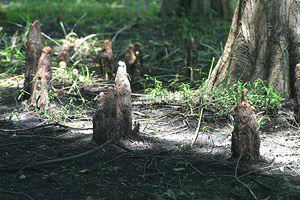Bald Cypress, Taxodium distichum, knees