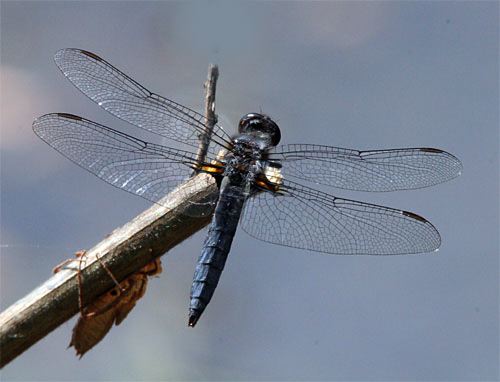 An Hour With A Dragonfly: Blue Corporal, Libellula deplanata