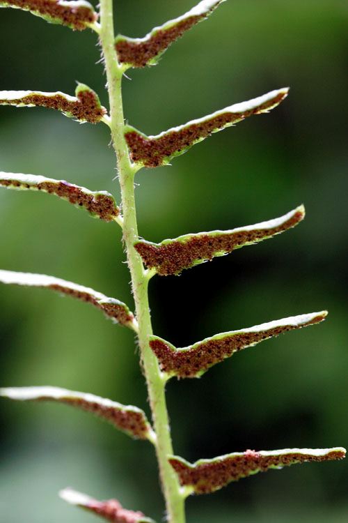 29+ Cullowhee Native Plant Conference