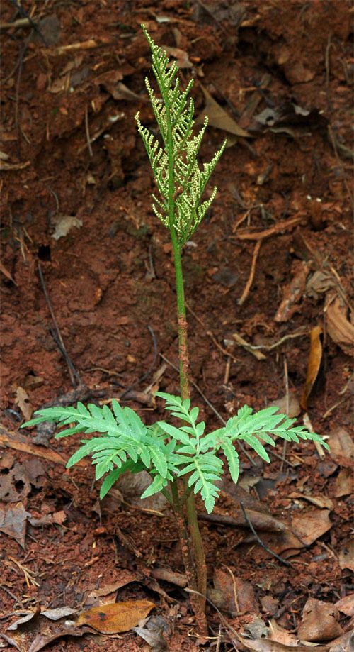 botrychium dissectum