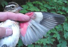 Rose-breasted Grosbeak, Pheucticus ludovicianus, juvenile male underwing