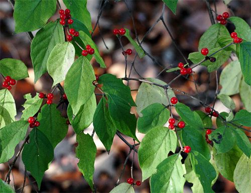 bush honeysuckle berries