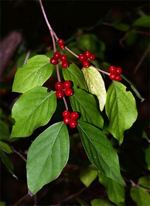 bush honeysuckle berries