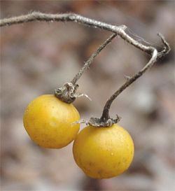 Horse Nettle, Solanum carolinense, fruit
