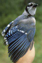 Blue Jay Pair Couple of Blue Jays Male and Female Blue Jay 