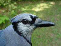 blue jay