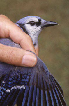 Fledgling Blue Jay Begging To Be Fed