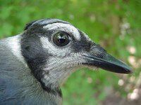 Blue Jay (juvenile)