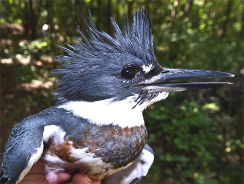 Bird report: Taking a closer look at the rarely-caught belted kingfisher