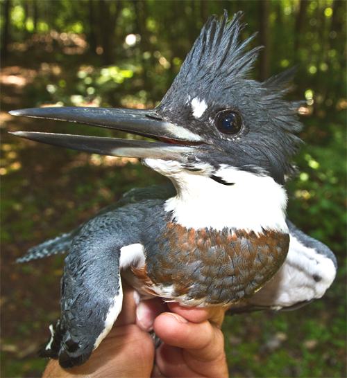 Belted Kingfisher With A Fish (plus an interesting foot adaptation