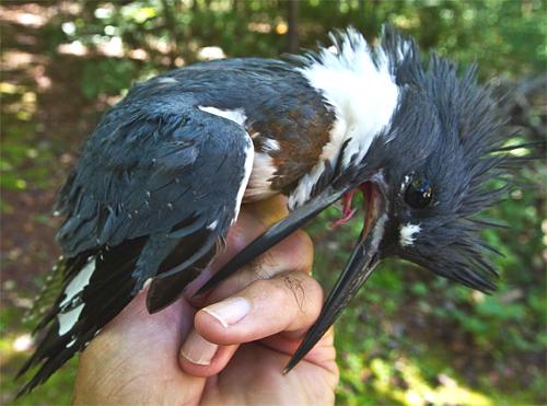 Why do female Belted Kingfishers have an extra rust-colored “belt” that the  males don't have?