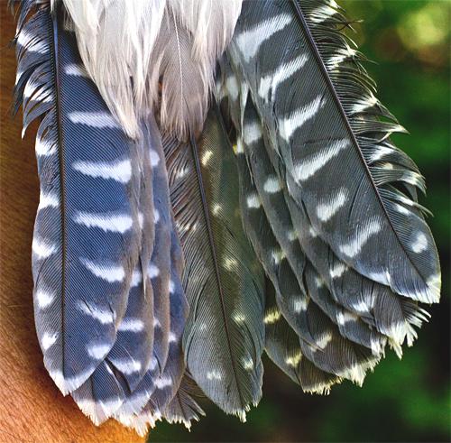 Why do female Belted Kingfishers have an extra rust-colored “belt” that the  males don't have?