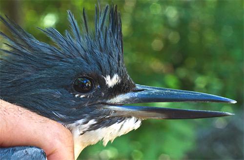 Why do female Belted Kingfishers have an extra rust-colored “belt