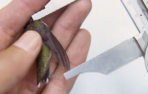 Wing chord measurement, hummingbird