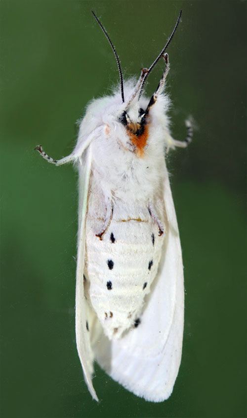 White tiger moth