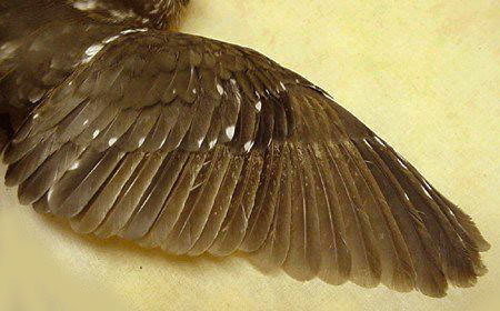 Northern Saw-whet Owl, Aegolius acadicus, wing