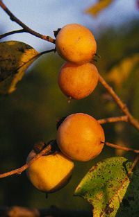 Common Persimmon (Diospyros virginiana) fruit
