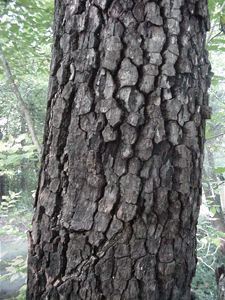 Common Persimmon (Diospyros virginiana) bark