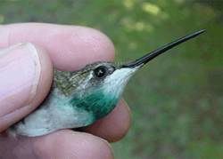 Ruby-throated Hummingbird, Archilochus colubris, color-marked female