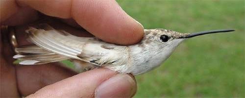 Leucistic female Ruby-throated Hummingbird