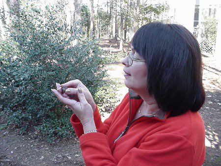 Kay Goodman with winter vagrant Rufous Hummingbird, Selasphorous rufus