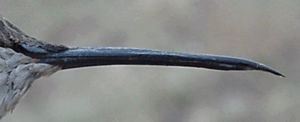 Rufous Hummingbird, Selasphorus rufus, adult female bill