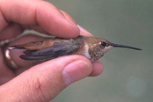 Rufous Hummingbird, Selasphorus rufus, immature winter male