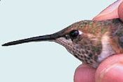 Rufous Hummingbird, Selasphorous rufus, juvenile male
