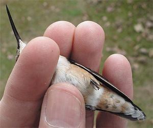 Rufous Hummingbird, Selasphorus rufus, adult female