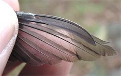 Rufous Hummingbird, Selasphorus rufus, adult female, wing
