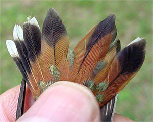 Rufous Hummingbird, Selasphorus rufus, juvenile male, tail