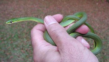 Rough Green Snake, Opheodrys aestivus