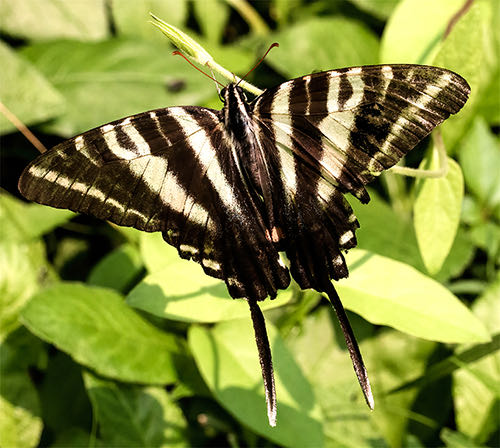 Swallowtail Butterfly Casting Mold