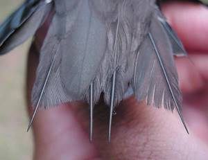 Chimney Swift (Chaetura pelagica) tail