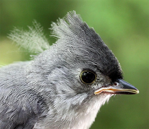 Young birds: When to help, when to admire from a distance – News