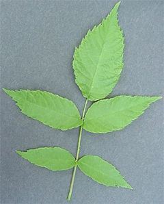 Black Walnut, Juglans nigra, immature leaf